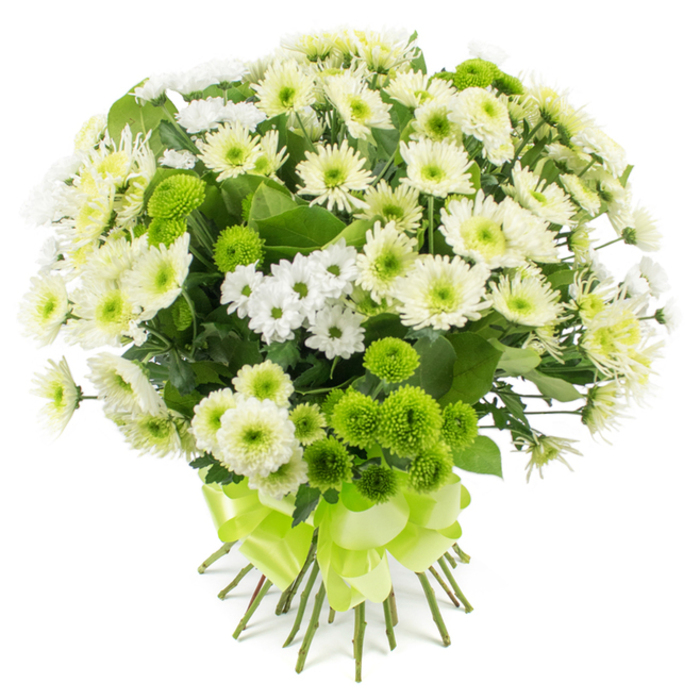 Captured against a crisp white backdrop, this hand-tied chrysanthemum bouquet appears almost sculptural in its precision and fullness. The florist has layered multiple varieties of chrysanthemums to create a rounded, dome-like shape, rich with texture and subtle shifts in tone. The majority of the blooms are medium to large chrysanthemum heads in shades of pure white and creamy off-white, each head composed of delicate, narrow petals that fan out in multiple rows from soft green or light yellow centres. Weaving between these main flowers are sprays of smaller daisy-like chrysanthemums, their fine white petals and tiny button centres giving a gentle, lacy feeling, as though they are filling every gap with softness. The design is enlivened by clusters of lime green button chrysanthemums, also known as pompon or Santini mums, which stand proudly among the whites like little orbs of spring foliage. Their intense green immediately catches the eye and recalls the fresh tones of the trees along Golders Green Road after a rain shower. Deep green leaves peek out from beneath the blossoms, grounding the light palette and revealing the natural structure of the bouquet. At the lower edge of the image, the stems are neatly aligned and tightly secured with a wide satin ribbon in a vivid lime shade. The ribbon is tied into multiple loops, forming an elegant bow that mirrors the circular forms of the pompon flowers and adds a polished finish. The overall impression is of a clean, contemporary yet timeless bouquet, ideal for sending quiet congratulations to a family near Golders Hill Park, offering sympathy with grace, or brightening a hallway in one of Golders Green's characterful homes with a sense of tranquil freshness.