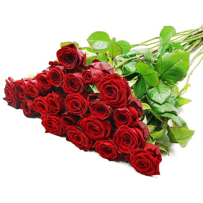 A large, luxurious bouquet of freshly cut red roses is displayed against a stark white background, the kind of image that immediately evokes romance, celebration, and carefully planned surprise. The blooms are concentrated at the left side, spilling outward in a generous fan so that the viewer sees a tapestry of layered petals, each rose slightly different but all equally pristine. Their colour is a deep, velvety crimson, rich and saturated, with hints of darker shadow at the petal edges where they curl back from the centre. Every blossom appears to be at its prime, neither bud nor overblown, capturing that fleeting moment when a rose is at its most expressive. Around the blooms, clusters of dark green leaves with a faint polished sheen peek out, framing the red and adding texture and dimension. The stems, long and straight, extend diagonally across the image to the upper right, some crossing gently over others, creating a sense of natural movement as though the bouquet has just been laid down by an experienced florist. A few subtle thorns catch the light along the stems, reminding you of the rose's natural character and the care taken in handling it. Even, bright light from above and slightly to the front smooths out shadows, ensuring every detail of the petals, from the tight spirals at the centre to the softer outer edges, is clearly defined. The simplicity of the white backdrop gives the photograph a contemporary elegance, making it ideal to illustrate romantic flower delivery, anniversary gifts, or Valentine's surprises for couples around Golders Green, Hampstead Garden Suburb, and the quiet residential streets nearby. It feels like a bouquet meant to mark a truly special moment. 