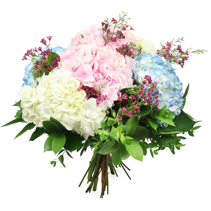 Against a spotless white background, this hand-tied bouquet of hydrangeas appears almost to float, its rounded shapes and pastel colours creating a calm, airy presence that would suit any home in Golders Green. The arrangement is dominated by full, globe-like hydrangea heads in a soft trio of shades: delicate baby pink, tranquil sky blue, and pure creamy white. Each hydrangea is formed from countless small, rounded petals, so closely packed that they create a plush, cloud-like surface that looks irresistibly soft to the touch. Threaded gracefully between the larger blooms are fine stems of small, deep magenta flowers, probably waxflower, whose tiny blossoms add sparks of brighter colour and a hint of wildflower charm. A generous mix of green foliage surrounds and supports the flowers: there are glossy, dark green leaves that frame the hydrangeas and reflect the light, and smaller, more tender leaves that introduce variety and movement, mimicking the layered greenery of local gardens around Golders Hill Park or along Temple Fortune's quiet streets. The stems at the base are neatly gathered and bound, giving the bouquet a balanced, rounded silhouette that signals the work of a skilled local florist. Illuminated by even, neutral light, the subtle variations in petal tone and the interplay between bloom and leaf are clearly visible, conveying freshness and careful craftsmanship. This pastel hydrangea bouquet could easily be imagined on a dining table in NW11, a gentle centrepiece for celebrations, anniversaries, sympathy gestures, or simply to brighten an ordinary day with a sense of calm, elegant beauty.