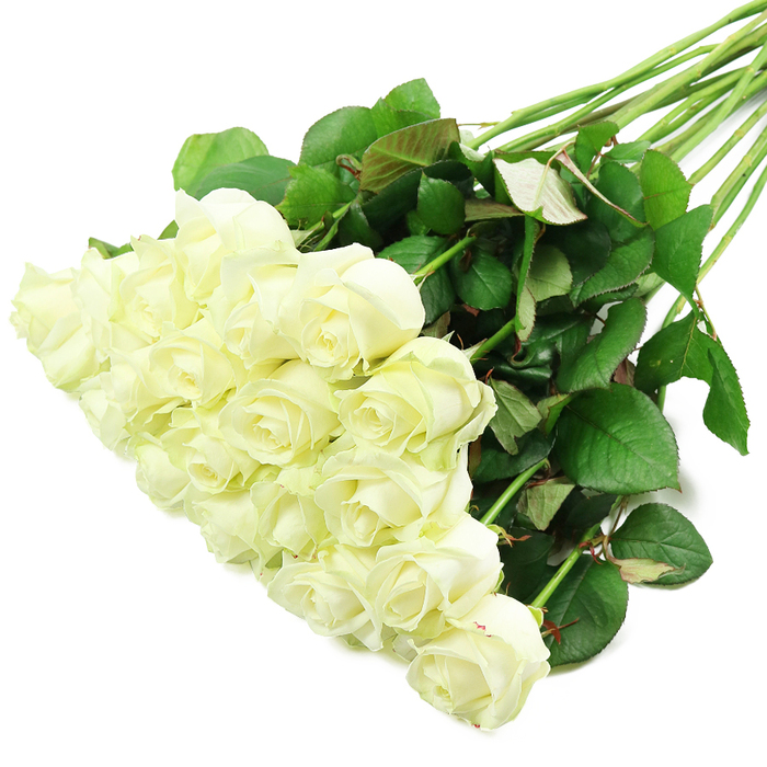 An abundant, hand-tied style bouquet of approximately two dozen white roses is presented on a flawless white background, carefully arranged so that the flowers cascade from the lower left towards the centre, while the stems reach off towards the upper right like a painter's brushstroke across the page. The roses sit close together, forming a quilt of overlapping petals that looks both luxurious and serene, much like the refined bouquets that might be prepared for a wedding at a local Golders Green venue. Each rose head is in an ideal stage of opening: the inner petals remain snug and spiralled, while the outer petals curve gently away, revealing the classic cup shape associated with high-quality florist roses. Their colour is a soft, creamy white, with occasional hints of pale ivory or very light yellow towards the base of the blooms, giving depth rather than starkness. Along the edges of some outer petals, you can see a trace of green, the sign of very fresh, newly cut flowers. Supporting this generous spray of blooms is a network of long, straight stems in a lively green. The stems are gathered together but not tightly bound, allowing them to spread slightly and lend a natural, relaxed feel. Dark green leaves line the stems, some broad and glossy, others slightly smaller with visible veins and a suggestion of red along the tips and undersides. This rich foliage frames the roses, enhancing the contrast between the bright white petals and the lush greenery. The lighting is clear and even, suggestive of a well-lit florist's bench on a quiet morning near Golders Green station, highlighting every curve and texture while leaving the background clean and unobtrusive. The overall impression is of purity, respect, and understated elegance, suited to occasions ranging from saying I do to expressing sympathy or marking a dignified milestone in someone's life.