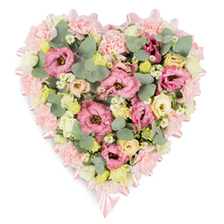 Set against a clean white backdrop, this heart-shaped funeral tribute appears almost to float, its soft colours and rounded textures radiating a quiet, contemplative calm. The outer edge is carefully built from layer upon layer of pale pink carnations, each bloom slightly frilled, creating a cushioned border that gently traces the symbolic heart shape. Along this border, a delicate pink satin ribbon winds gracefully, its smooth surface catching the light as it forms elegant bows at the top dip and the tapered base of the heart, adding a touch of formality and tenderness. Inside this protective frame, the design is richly packed with an assortment of pastel flowers. Deep and mid-toned pink lisianthus, their petals curled and ruffled like fine fabric, form the main accents, while clusters of cream and soft yellow spray roses snuggle between them, suggesting warmth, comfort, and affection. Scattered white daisy-style flowers with golden centres provide momentary flashes of brightness, like small stars in a soft dawn sky, giving the tribute a natural, almost garden-like feel. Threading through the flowers are stems of rounded eucalyptus in silvery green, their cool tones and smooth, leathery texture contrasting with the softness of the petals, alongside darker foliage that adds structure and depth. Crafted with the gentle care of a local Golders Green florist who understands the sensitivities of farewell services in and around the area, this heart-shaped arrangement is designed for funerals, memorials, or wakes, where families wish to express profound love, gratitude, and remembrance in a single, embracing gesture of flowers.