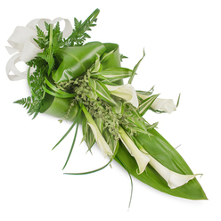 There is an elegant restraint to this elongated tribute: a hand-tied sheaf of pristine white Calla Lilies (Zantedeschia aethiopica) arranged to lead the eye from the upper-left down to the lower-right. Each calla shows the flower's smooth, trumpet form, some petals unfurling while others remain tightly cupped, their creamy surfaces catching soft light and suggesting satin textures. The designer has balanced those sculptural blooms with a rich palette of greens - large, glossy tropical leaves form a firm, folded backing and are carefully wrapped to create volume; a prominent dark-green leaf sweeps along the lower right as structural support, while another is curled gently around the opposite side. Interspersed are lively variegated leaves with crisp white stripes that brighten the centre, and slender, grass-like blades arch outward to add fluid movement. Fine fern fronds and small, frothy clusters of pale green foliage fill negative spaces and lend an herbaceous, woodland softness. A woven, off-white bow made of linen-like fabric anchors the top-left corner, lending a tactile, hand-crafted note. Soft, diffused studio light reveals subtle sheen on the foliage and the lilies' waxy petal surfaces, and the overall scent would be quietly green and floral rather than sweet. Crafted with the attention of a local florist familiar with Golders Green's many life moments, this bouquet is appropriate for refined wedding details, a sympathetic tribute for a service near Finchley Road, or a minimalist gift for someone who values calm, contemporary design. Flowers Golders Green would present it with understated care and careful seasonal freshness.