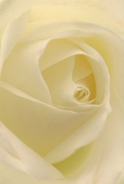 A delicate portrait reveals the soul of an ivory rose, each petal swirling inward with velvety harmony beneath the gentle glow of North West London light. The layering of cream and subtle lemon hues is softly illuminated, producing an aura of tranquility and understated elegance-much like the serene mornings along the leafy streets of Golders Green Avenue. The absence of harsh edges accentuates the blooming rose's serene essence, inviting the mind to trace the natural curves and relive cherished memories. There is an air of anticipation in the composition-a promise of new beginnings for a couple celebrating an anniversary or the quiet comfort needed during a time of remembrance. The image conjures the comforting embrace of a lightly perfumed bloom, its barely-there scent lingering with a sense of permanence and warmth. Set against the backdrop of Golders Green's vibrant community, the skilled touch of a dedicated florist shines through, offering a gift that epitomizes thoughtful artistry and marks moments both joyful and poignant.