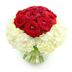 A striking, low floral arrangement is captured against a pure white backdrop, its form perfectly round and carefully balanced. At the centre of the design, a compact mound of deep red roses rises like a velvet crown, around nine or ten blooms pressed closely together so their petals overlap and create an almost sculpted effect. Each rose is in beautiful condition, some buds just beginning to open while others reveal lush, layered hearts, the deep crimson shade evoking passion and long-lasting love. Supporting this dramatic cluster is a wide collar of creamy white hydrangeas, their tiny star-shaped florets crowding together to form a full, pillowy base. The soft texture of the hydrangea offers a gentle contrast to the smooth, satin-like rose petals, giving the whole piece a sense of both strength and tenderness. The flowers are arranged in a clear, spherical glass vase, similar to a small fishbowl, with clean water shimmering inside and the green stems clearly visible, criss-crossing and tapering down. The simple, uncluttered background allows the colour contrast to truly stand out, drawing the eye first to the roses and then down to the cloud of white below. From the perspective of a local Golders Green florist, this looks like an elegant anniversary bouquet you might have delivered to a home off Finchley Road or a cosy flat near Brent Cross, a floral declaration of devotion. It feels refined yet heartfelt, perfect for marking milestones, renewing vows, or simply setting a romantic tone for an evening shared over candlelight and conversation.