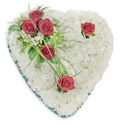 A tender, heart-shaped tribute composed of hundreds of small white chrysanthemums creates a plush, cloud-like base that reads as both serene and steadfast. Each chrysanthemum is placed close to its neighbour so the heart reads as a continuous carpet of white, soft to the eye and suggestive of purity and remembrance; subtle overhead lighting brings out the texture and the faint shadows between blooms. Nestled on the upper left is a close cluster of three deep red roses-rich, velvety and fully opened-nestled into glossy ruscus leaves and airy fern fronds, with slender bear-grass blades curving outward like gentle brushstrokes. Two individual red roses punctuate the design-one near the top right curve, the other at the lower point-each set apart with a few small green leaves, offering solitary moments of reflection within the whole. A thin emerald satin ribbon edges the entire heart, its cool sheen framing the composition with understated elegance. The arrangement suggests a soft scent profile: the subtle green freshness of foliage undercut by the warm, classic perfume of red roses, balanced by the clean, almost powdery presence of white chrysanthemum. Made with thoughtful florist craftsmanship familiar to local families, this arrangement is the kind of memorial piece we prepare for services at nearby halls or cemeteries and for quiet farewells across Golders Green and along Finchley Road. Available through Flowers Golders Green, it conveys deep sympathy, respect, and enduring affection.
