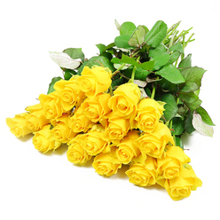 Spread out in a graceful fan against a pure white background, approximately twenty-four long-stemmed yellow roses form a luminous display, their colour reminiscent of early morning sun over the tree-lined streets of Golders Green. The roses sit closely together, each head distinct: some are still tightly furled, holding their promise close, while others have begun to open, revealing spiralling layers of golden petals. Rich, dark green foliage is threaded throughout, with leaves of varying sizes and subtle textures, from smooth and glossy to delicately veined. A few leaves turn slightly to catch the light, exposing a softer, lighter green underside that creates a gentle contrast against the deeper tones. The natural stems, clustered towards one side, give the impression of a freshly gathered bouquet placed carefully on a white table in a quiet room. Though bright and cheerful by nature, these yellow roses take on a tender, reflective quality here, suitable for expressing sympathy, remembrance, or support to someone grieving. The simplicity of the white background draws attention to the quiet details: the curve of each petal, the way shadows fall between blooms, and the subtle variations in yellow, from lemon to deep marigold. Crafted with the sensitivity of a local Golders Green florist, this arrangement feels like a warm, understated gesture of comfort, ideal for a condolence delivery to a family home or a small memorial gathering nearby.