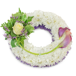 An elegant circular memorial wreath, composed of countless compact white chrysanthemums that create a plush, cloud-like surface evocative of quiet comfort. A delicate layer of deep purple netting lies subtly beneath the white petals, visible along the inner circumference and offering a gentle, dignified contrast. At the upper-left, a tender cluster has been placed with the care of a neighborhood florist: a single cream-to-pale-yellow rose opens slowly at its heart, cradled by fresh green foliage - variegated leaves with pale margins and soft fern fronds - and dotted through with slender sprays of lavender-purple statice for a soft, sympathetic accent. To the right, two elongated calla lilies arc across the wreath from roughly two to five o'clock; their smooth, sculptural blooms blend rich purple tones at the tips into a soft peach-pink blush toward the base, the long green stems woven into the chrysanthemum base to create a gentle connecting line. A lone stem from the left cluster crosses the lower wreath and is discreetly tied in, guiding the eye and adding structural grace. Shot against a bright white background in gentle daylight, the arrangement emits a faint scent of fresh greens and the pale rose, and its textures - velvet chrysanthemums, papery statice, satiny calla petals - invite quiet contemplation. Made with local care by Flowers Golders Green for funerals, graveside services, or memorials around Golders Hill Park and Golders Green Crematorium, this wreath expresses respect, remembrance and peaceful comfort.