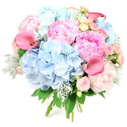 Captured against a crisp white backdrop, this abundant, round bouquet feels like a breath of early summer drifting through Golders Green. Large, cloud-soft hydrangeas in a dreamy powder blue form the base, their petals layered like tiny watercolour brushstrokes. They cradle opulent peonies in varied shades of pink, from delicate blush to richer candyfloss tones, each bloom unfurling in generous, ruffled layers that hint at lush fragrance. Threading upward, sleek calla lilies in vivid coral-pink and fuchsia rise with sculptural grace, their trumpet-shaped blooms adding a contemporary note among the more traditional flowers. Scattered throughout are petite roses in shell-pink and warm cream, their smaller heads bringing texture and a sense of intimacy, like whispered details in a larger story. Soft, silvery-green dusty miller leaves offer a velvety, cool contrast to the vivid petals, while deeper green foliage anchors the design and adds natural rhythm. The bouquet appears freshly tied, stems aligned and visible at the base, suggesting it has just left the hands of a skilled local florist preparing it for same-day delivery around Temple Fortune or along Golders Green Road. The overall impression is one of refined celebration and gentle romance - a floral arrangement that could brighten a light-filled flat near Hampstead Garden Suburb or grace a special dinner table, its imagined scent combining sweet peony, delicate rose, and fresh garden greenery in a calm, uplifting harmony.
