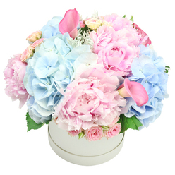 From our Golders Green studio near The Broadway, this bouquet seems to hold the memory of an early morning sky. Clouds of soft baby blue hydrangea rise like a calm sea, while the peonies unfold their many delicate petals in blushes of pink that catch the light and glow with inner warmth. Between them, clusters of cream-tinged spray roses peek through, their scent faint but unmistakably romantic, a tender note of reassurance. The arrangement is shown in a smooth, understated cylinder, a modern vessel that keeps the blooms in crisp focus and allows their pastel dialogue to breathe. Touching the petals, you'd notice the velvet of the peonies against the satin sheen of the calla lilies-two taller, trumpet-shaped blooms in deeper rose that punctuate the composition with confident elegance. Pale greens and a trace of silvery foliage-dusty miller and fresh leaves-lend depth and a natural frame. This bouquet feels like a gentle celebration or a quiet moment of consolation: a birthday, the arrival of a new baby, or a gesture that wants to bring calm into a home on a street near Golders Green Station. We offer same-day delivery across Golders Green and into adjacent Hampstead Garden Suburb, ensuring the gift arrives fresh and scented with just a hint of spring.