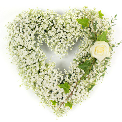 At first glance the piece feels almost weightless: a pristine heart formed entirely from clouds of tiny white Gypsophila, each delicate bloom layered to produce a soft, cushion-like surface that catches light like fresh snow. The overall effect is one of hushed tenderness, a visual exhale that reads as purity and steadfast love. Toward the upper right, a solitary ivory-cream rose nests gently into the curve, its concentric petals tightly held, offering a quiet focal point whose velvety texture contrasts with the feathery gypsophila. From that point, ribbons of dark, glossy ivy provide sculptural contrast-their lobed leaves and deep green depth framing the rose with comforting solidity-while slender, pale-green eucalyptus-style sprigs weave downwards, lending a cooling, aromatic note and an airy sense of movement. The arrangement is photographed against a clear white backdrop with soft, even illumination that reveals subtle tonal shifts and the freshness of cut stems. The scent suggestion is faintly herbal and floral, like a late-morning stroll through a small north London garden. Designed as a dignified token of remembrance, this heart-shaped composition is intended to soothe those who gather to honour a life. For residents across Golders Green, Hampstead Garden Suburb and nearby Finchley Road, this style of white memorial heart offers a gentle, respectful way to express sympathy and lasting affection.