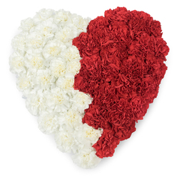 Seen from above, this heart-shaped floral tribute is built entirely from carnations, every bloom set close to its neighbour to form a plush, continuous surface. The left half is composed of pale cream and pure white carnations, their frilled petals catching soft daylight and creating a whispery, cloud-like texture; the right half is formed of deep, true-red carnations whose layered petals read almost velvety at arm's length. The two halves are separated by an organic vertical line, slightly wavy rather than perfectly straight, which adds an artisanal, human touch to the composition and allows the colours to meet with a deliberate, emotional tension. Photographed against a stark white background, the arrangement's contrast becomes the focal point: tenderness facing passion, calm meeting intensity. In the studio at Flowers Golders Green I would describe the scent as gently spicy and fresh-cut - a familiar, comforting perfume in our neighbourhood near Golders Green tube and the market on Golders Green Road - and the craftsmanship as the work of careful hand placement, consistent stem lengths, and patient nesting of each head for a seamless effect. This piece suits intimate farewells, anniversary remembrances, or civic displays that call for clear red-and-white symbolism. It reads as a poetic gesture, practical in its construction yet emotive in its message, offering both visual clarity and the quiet reassurance of a well-made floral offering from a local florist who understands the weight of ritual and memory.