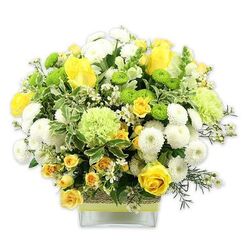 A generously full floral arrangement in a clear, square glass vase glows with shades of sunny yellow, bright lime green, and crisp white, standing out sharply against a clean white studio background like a burst of light on a quiet street off Finchley Road. The bouquet forms a rounded, almost cloud-like dome of colour and texture, dominated by rich yellow roses whose layered petals curl and unfurl in soft spirals, some blooms open and welcoming, others still in elegant bud. Clustered among them are daintier yellow spray roses, adding a sense of abundance and gentle movement. Snow-white pompom chrysanthemums, their petals tightly packed into cushiony spheres, lend a sense of softness and calm, while tiny white filler flowers dotted between the larger blooms bring a delicate sparkle, like distant stars. Lime green button chrysanthemums and slightly larger, frilled pale-green flowers provide a refreshing contrast, their cool tones balancing the warmth of the yellows. Variegated leaves with pale, almost ivory edges sit among deep green foliage and slender, feathery stems, creating layers of greenery that cradle the blossoms and draw the eye inward. The stems are visible through the glass vase, anchored neatly in water, while the middle of the vase is wrapped in a band of natural, textured material-perhaps woven bark or raffia-finished with a bright lime green ribbon that ties the look together. The overall effect is joyful yet composed, like a quiet celebration captured in flowers. This arrangement feels ideal for a birthday lunch in a Golders Green flat, a get-well gesture delivered near Brent Cross, or a thoughtful surprise that brings the freshness of a local florist's work right into a loved one's living room.