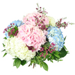 This image shows a lush, hand-tied hydrangea bouquet placed against a flawless white background, so that every pastel shade and natural curve stands out clearly. The design is full and rounded, created from several large hydrangea heads in soft pink, powdery blue, and creamy white tones. Each bloom is densely packed with tiny, four-petalled florets that give the flowers a rich, cushion-like texture, reminiscent of clouds drifting above Golders Green's tree-lined avenues. Two generous pink heads add warmth and romance, balanced by two cool blue hydrangeas that bring a sense of calm, while a central white or faintly buttery hydrangea brightens and anchors the arrangement. Interlaced among these larger blossoms are slim stems holding clusters of small, deep magenta and purple flowers, likely waxflower or a similar filler, their star-shaped petals adding intricate detail and a lively splash of colour. These daintier blooms break up the hydrangeas' smooth mounds with a slightly more airy, informal feel. Fresh foliage surrounds and supports the flowers: broad, darker green leaves nestle close to the hydrangea heads, while lighter, finer greenery stretches outward, giving the bouquet an organic, garden-grown character. The stems are gathered tightly at the base, mostly hidden by the generous spread of petals and leaves above. The lighting is bright and even, revealing the tiny veins in the leaves and the subtle gradients of colour across each hydrangea head, from soft centre to paler edge. The bouquet feels ideal for a spring wedding, a new baby welcome gift in Golders Green, or a serene centrepiece that brings freshness and grace to any home.