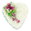 This image shows a deeply moving heart-shaped sympathy tribute, carefully arranged to express quiet love and remembrance, as if ready to be delivered to a funeral service in Golders Green or laid beside a resting place. The generous heart form is entirely covered with small, pristine white spray chrysanthemums, massed so closely that they create a soft, pillow-like effect. The white blooms form a continuous surface of gentle curves and subtle shadows, evoking purity, peace, and a sense of comfort. Encircling the edge of the heart is a narrow emerald green ribbon, neatly folded and secured, giving the design a defined outline and a touch of understated formality. Resting on the upper left of the heart, and flowing diagonally across toward the lower right, is a striking cluster of deep magenta and fuchsia calla lilies. Some of the lilies are fully open, displaying elegant, trumpet-shaped spathes wrapped around dark central spadices, while others are partially unfurled and more slender, trailing gently downward to suggest movement and tenderness. Interspersed among these bold blooms are small sprays of white freesia-like flowers, their daintier petals and buds introducing contrast and intricacy. A mix of lush green foliage, from broader glossy leaves to airy fern fronds, cradles the calla lilies, softening the edges and adding a natural, garden-like depth. The white background keeps the focus solely on the tribute, allowing the heart shape, colours, and craftsmanship to speak clearly. It is the kind of arrangement families often choose when they wish to send a heartfelt final message of love, sympathy, and gratitude for a life cherished and remembered.