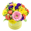 A round floral hatbox brimming with colour sits as the star of this image, its light lime green sides decorated with delicate pastel blue and white polka dots that give it the charm of a lovingly wrapped present. The flowers themselves form a full, rounded dome that spills enticingly over the rim, each bloom placed with obvious care and a florist's eye for harmony. At the front, a bright pink gerbera stands proud, its ring of soft, evenly spaced petals opening around a fresh green centre like a sunburst of affection. Encircling this main flower are numerous small yellow chrysanthemums and daisy-like heads, bright and sunny, evoking the open, cheerful energy of a weekend wander through Golders Hill Park. Coral and soft orange carnations, with their layered, frilled petals, weave warmth through the bouquet, creating a textured cushion that feels both comforting and lively. Rich purple lisianthus lend depth and elegance, their velvety petals unfurling in gentle spirals, adding a jewel-like intensity that keeps the story of colour from feeling too light. Fresh green foliage, including a few variegated leaves touched with pale edges, is delicately threaded between the blossoms, giving the entire arrangement a lush, garden-fresh appearance, as though it has just arrived from a skilled florist close to Golders Green and Hampstead Garden Suburb. Set against a clean white background, every hue appears pure and distinct, making it easy to imagine this hatbox of flowers as a birthday surprise on a kitchen table, a bright get-well gesture delivered to a home off Finchley Road, or a thoughtful thank-you gift that fills the room with quiet joy and a hint of gentle fragrance.