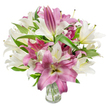 A lush, full bouquet of oriental lilies in a simple clear glass vase, captured against a crisp white background so every petal and leaf reads like a page of a botanical sketch. The composition is dominated by creamy off-white lilies whose trumpet-shaped blooms open widely to reveal pale yellow-green throats and slender stamens tipped with soft anthers, their textures feathered and satiny under bright, even light. Interwoven among them are deep pink to fuchsia lilies whose velvety petals sometimes show delicate veins and a pale, creamy center that draws the eye inward; a few of those buds remain furled, promising more blossoms over the coming days. Dark, lance-shaped foliage threads through the arrangement, its glossy green blades creating elegant lines and a natural backdrop that makes the whites and magentas sing. The transparent vase at the base shows trimmed stems disappearing into clear water, an honest detail about freshness and careful handling that matters to anyone choosing flowers for a living room, dining table, or bedside. The overall mood is refined and celebratory - a bouquet that breathes quiet joy and could mark birthdays, anniversaries, or a thoughtful Mother's Day. There's an implied scent of soft, sweet lily perfume, a memory of early mornings in a summer garden. As described by a local florist in Golders Green, this arrangement balances formality and warmth, sculpted to look at from every angle and made to last, reflecting both the craft of arranging and a desire to lift a room with colour and fragrance.