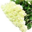A voluminous arrangement of white roses fills the scene, the flowers gathered tightly together so they form a rounded, plush dome of ivory and cream. Each rose appears meticulously chosen, with petals free from blemishes, curling gently inwards in those classic, symmetrical spirals. Some blooms remain partly closed, their pointed tips creating subtle peaks across the bouquet, while others open more generously, revealing layered hearts that look almost like folded satin. The light across the arrangement is clear and bright, much like a crisp morning over Golders Green station, enhancing the three-dimensional quality of every petal and creating delicate shadows that give the bouquet depth and softness. Flecks of deep green foliage peek from beneath, framing the white roses without stealing the show, suggesting freshly cut stems and careful conditioning by an experienced florist. The background is simple and pale, ensuring nothing distracts from the pure, serene character of the flowers. You can almost sense the soft, creamy fragrance rising from the roses, comforting yet subtle-ideal for a peaceful bedside arrangement, a wedding posy, or a dignified sympathy tribute delivered across Golders Green, Brent Cross, or nearby Hampstead Garden Suburb. The bouquet embodies calm and purity, reflecting emotions that are sometimes hard to express out loud: respect, remembrance, forgiveness, or quiet devotion. In this single cluster of white roses, there is both celebration and solace, making it a timeless, elegant choice for significant moments in the lives of families and friends throughout this North West London community.